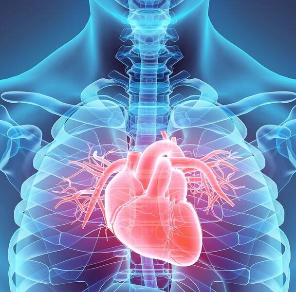 3D illustration of Heart - Part of Human Organic.